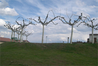 Mirador de San Cirbián